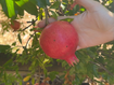 A pomegranate growers decided would be too damaged to sell to the major supermarkets.