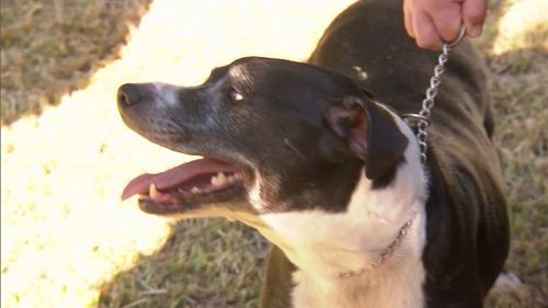 A woman has rushed back into a burning home to rescue her pet dog, Dexter, in Marayong in Sydney's west.