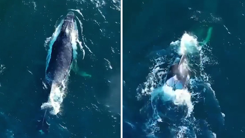 The humpback whale was spotted travelling off Maroubra Beach with a large pod on Tuesday. 