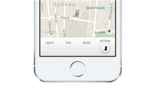 Uber’s ‘kittens on demand’ service hits Australia for one day only