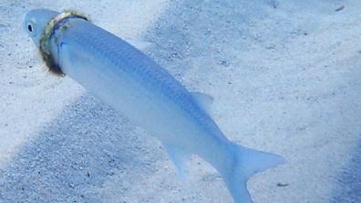 The woman spotted the ring on the mullet during a recent dive.