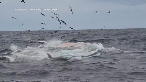 Whale watchers have witnessed the ferocity of nature in the ocean off WA's south coast.A pod of orcas, also known as killer whales stalked trapped and then devoured a lone beaked whale in an hour-long feeding frenzy.