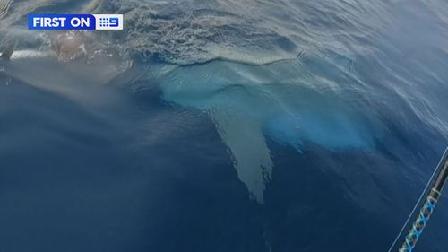 A Gold Coast kayaker has had a very close encounter with a shark.