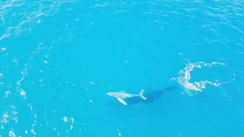 Suspected albino whale off Yamba, NSW