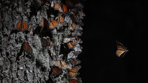 A monarch butterfly takes off from a tree trunk in the winter nesting grounds of El Rosario Sanctuary, near Ocampo, Michoacan state, Mexico, January 31, 2020.  The first monarch butterflies have appeared in the mountaintop forests of central Mexico where they spend the winter.  (AP Photo/Rebecca Blackwell, File)