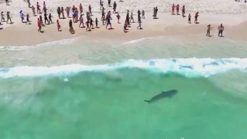 Tiger shark spotted at Perth beach