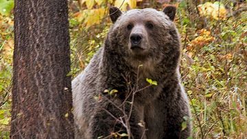 The chances of being attacked by a bear in Canada are relatively low.