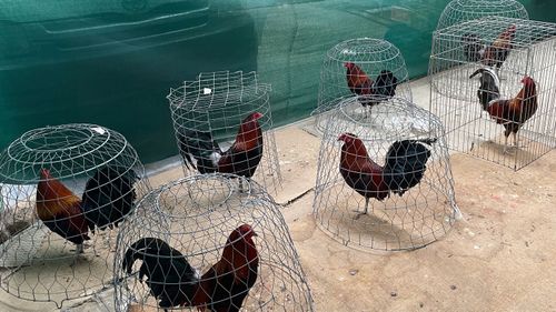 Police have dismantled a cockfighting ring at a property in south-west Sydney.