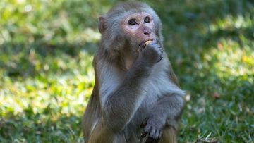 The Monkey B virus is prevalent in macaque monkeys but infections in humans are rare.