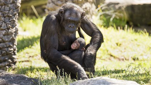 The newborn's gender is yet to be formally identified. (Taronga Zoo)