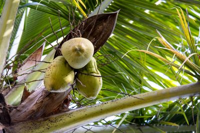 Coconut Palm 