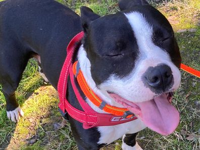 Sox is a gentle, sensitive soul who loves walks and meeting other dogs.