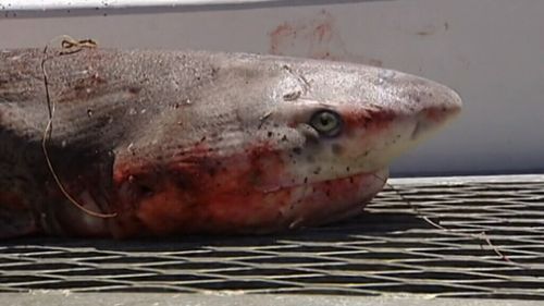 Man bitten by shark near Victorian coastal town of Queenscliff