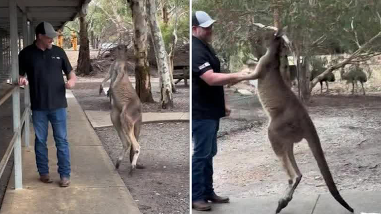 Albino kangaroo hugs a laughing American woman at a Perth wildlife park