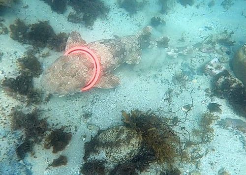 A wobbegong shark was caught in a Frisbee off Manly last week - 2/2/2022.