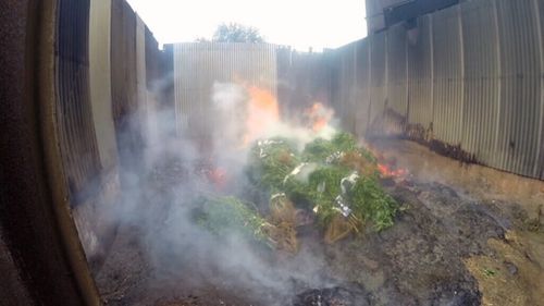 NSW Police have destroyed the crop by burning it. (Supplied)