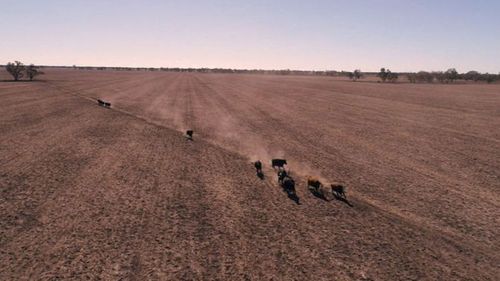 Farmers are struggling to keep their livestock alive.