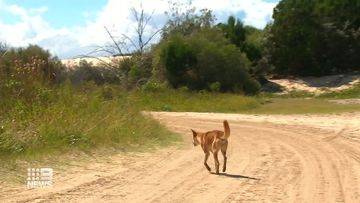 Family members of a young girl attacked by a dingo on K&#x27;gari Fraser Island are being praised for their quick actions with emergency services revealing they have to wrestle her from the animal&#x27;s jaws.