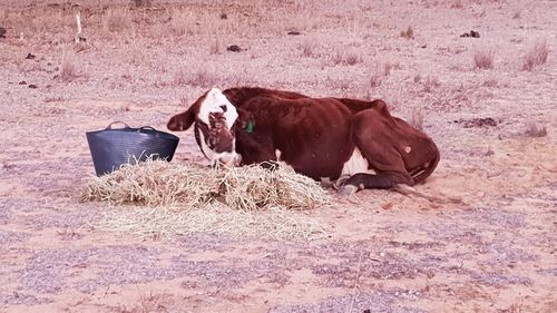 Too weak to stand. The devastating photo shared by cattle farmer Aj Stevens. (Photo: Facebook)