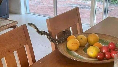 A family in Sydney's north west had an unexpected guest pop in for afternoon tea.