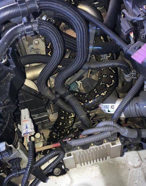 Spot the python in this car engine in Sydney this week.