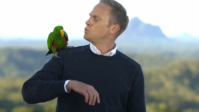 Tim gets 'attacked' by parrot on live TV
