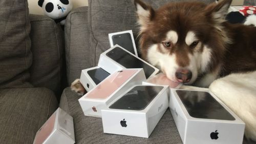 The pup is frequently spoiled with lavish gifts. (Weibo)