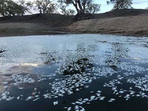 Thousands of dead fish in the Menindee weir pool.