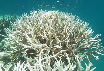 How much was the government's grant to the Great Barrier Reef Foundation?