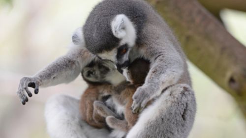 Twin baby lemurs first to be born at Australia Zoo   