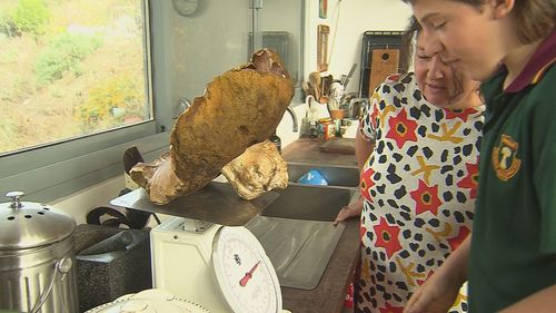 An Adelaide Hills family could be set for the record books after discovering a massive mushroom on their property. 