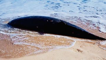 A Blainville&#x27;s beaked whale wwashed up dead on a NSW beach today.