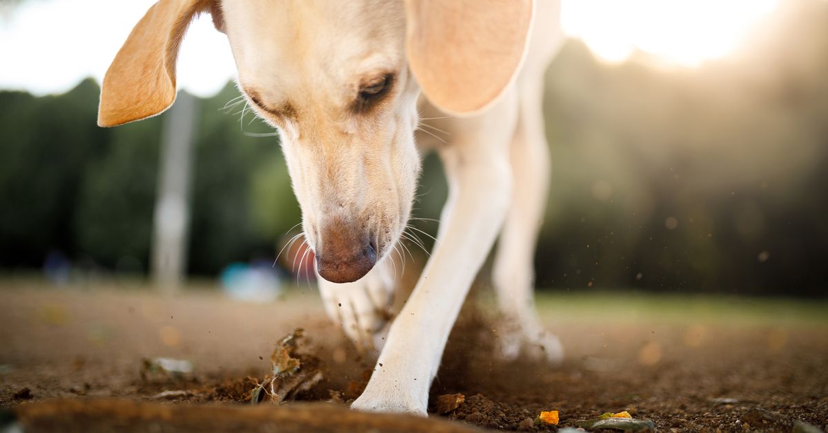 Vet reveals tips to stop your dog’s digging ruining your garden | Exclusive