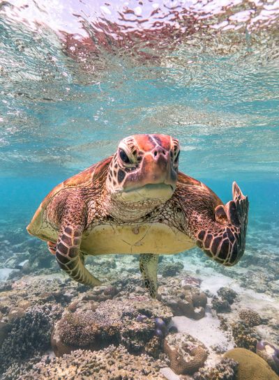 'I was swimming with this turtle at Lady Elliot Island on the Great Barrier Reef when he flipped me the bird!'