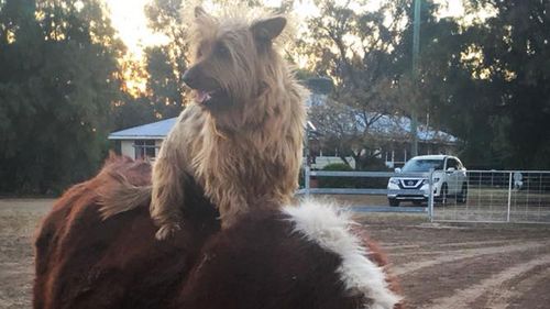 Rusty hitches a ride on a cow (not his transport of choice for his 1500km interstate trip). Photo: Facebook