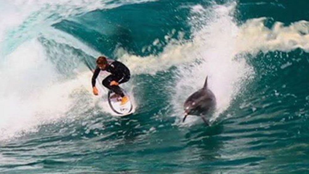 Aussie surfer has close encounter with drop-in dolphin
