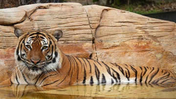 Eko, a Malayan tiger, arrived at the Naples Zoo in 2019.