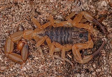 The Tityus serrulatus scorpion is native to which South American country?