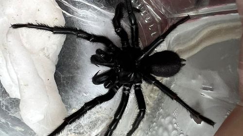 According to the Australian Museum, up to 30 to 40 people are bitten each year by Sydney funnel-webs, with 13 deaths recorded from males of the species.