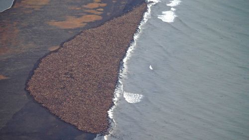 'Melting sea ice' forces 35,000 walruses to swarm onto Alaskan beach