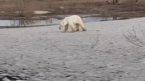 190620 Russia polar bear Norilsk climate change animals wildlife news World