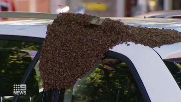 Thousands of bees have created a headache for a woman at an Adelaide cafe strip after the bees swarmed on her car.