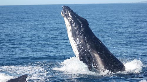 Humpback whale - ONE SCIMEX USE ONY