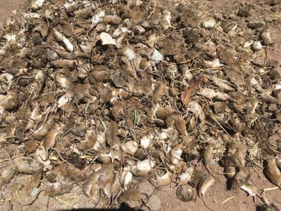 A $50 million support package has been pledged by the NSW Government to help combat the mouse plague, which has seen some farmer's crop devastated.