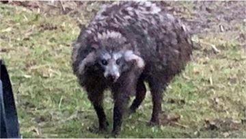 A local in Nottinghamshire snapped a photo of one of the raccoon dogs after they escaped their enclosure on Tuesday.