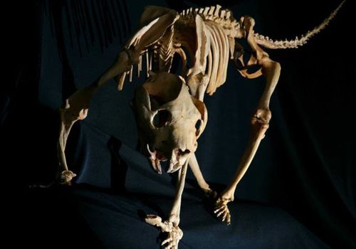 Scarred rock offers new clues about prehistoric Aussie lion