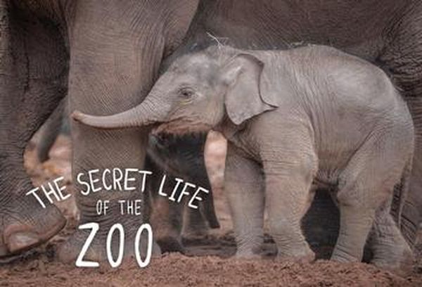 The Secret Life Of The Zoo