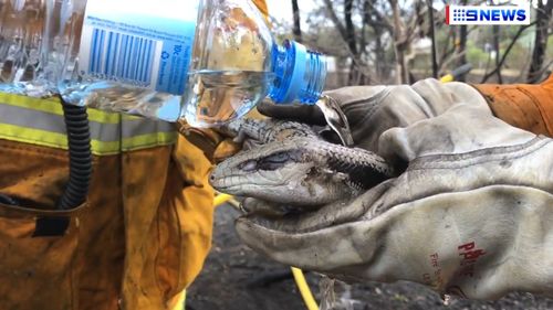 The volunteers used bottled water to help cool down the burnt lizard. (9NEWS)