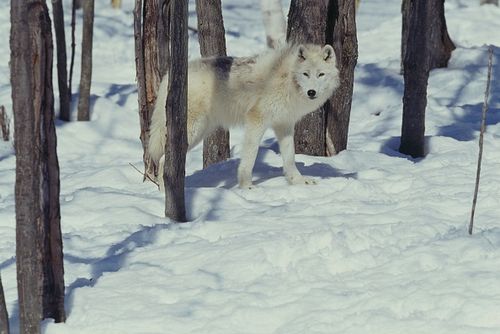 It's unclear why the wolf was attracted to this family.