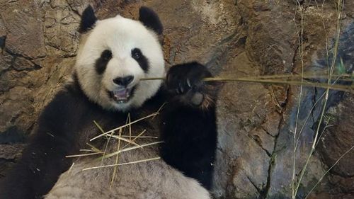 Wang Wang and Fu Ni have just 1.5 days per year to conceive a cub. (Supplied)